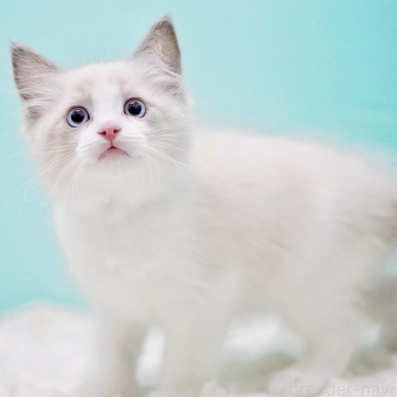 販売中の東京都のラグドール-129632の8枚目