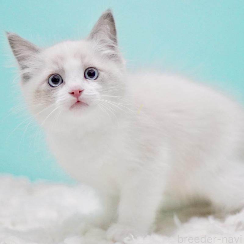 販売中の東京都のラグドール-129632の7枚目