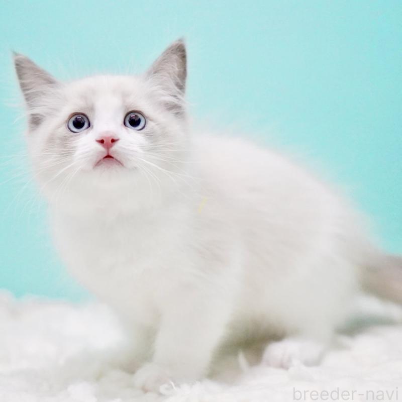 販売中の東京都のラグドール-129632の6枚目