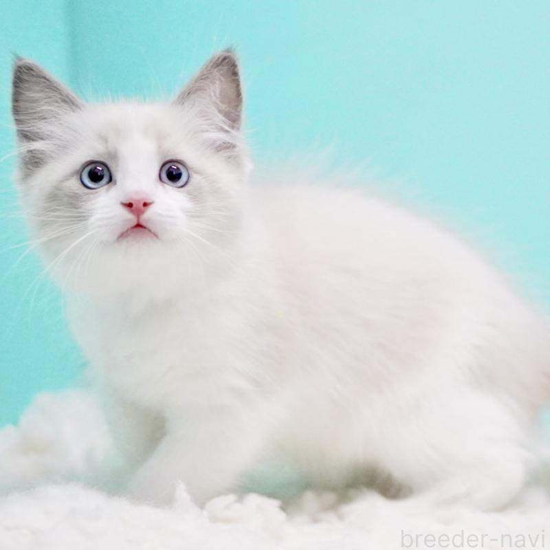 販売中の東京都のラグドール-129632の5枚目