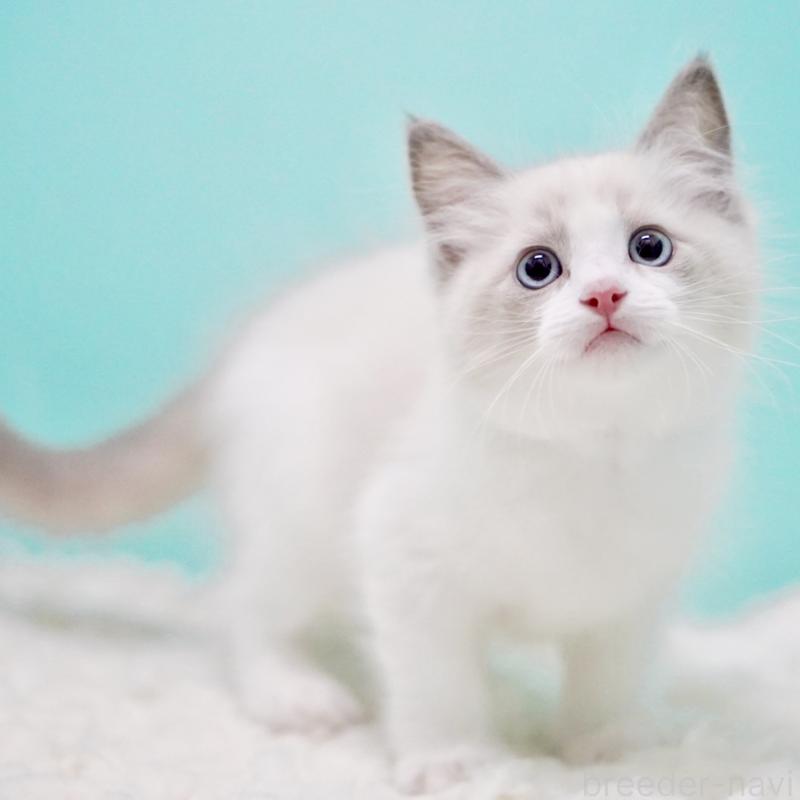 販売中の東京都のラグドール-129632の4枚目