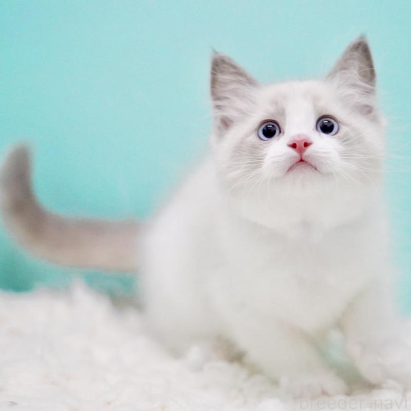 販売中の東京都のラグドール-129632の3枚目