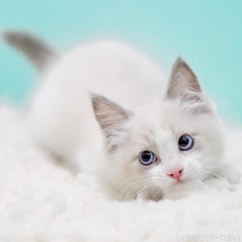 販売中の東京都のラグドール-129632の2枚目