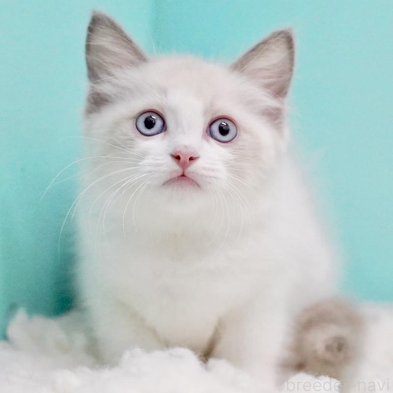 販売中の東京都のラグドール-129634の1枚目