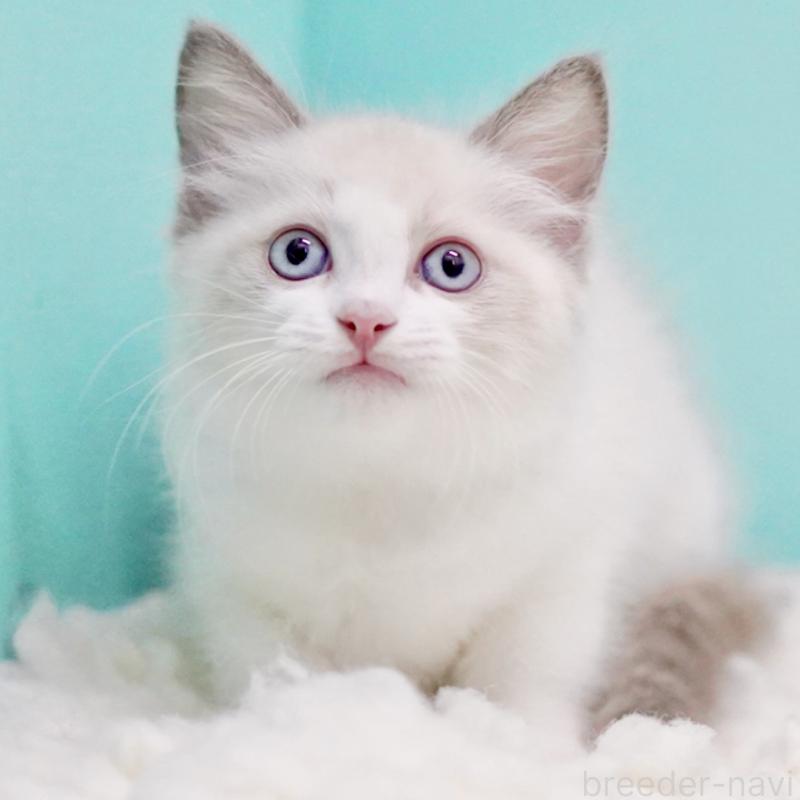 販売中の東京都のラグドール-129634の15枚目