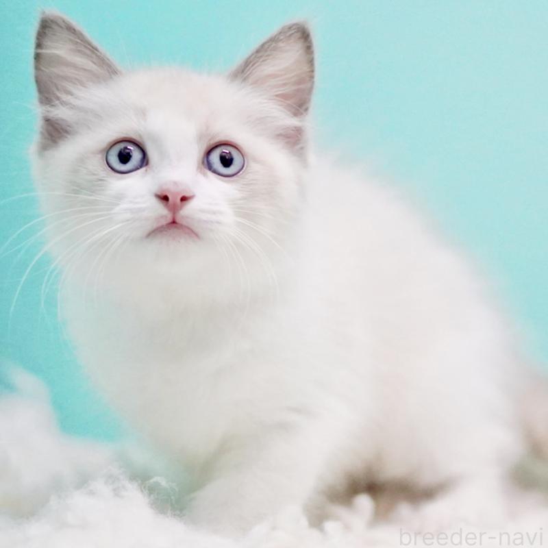 販売中の東京都のラグドール-129634の14枚目