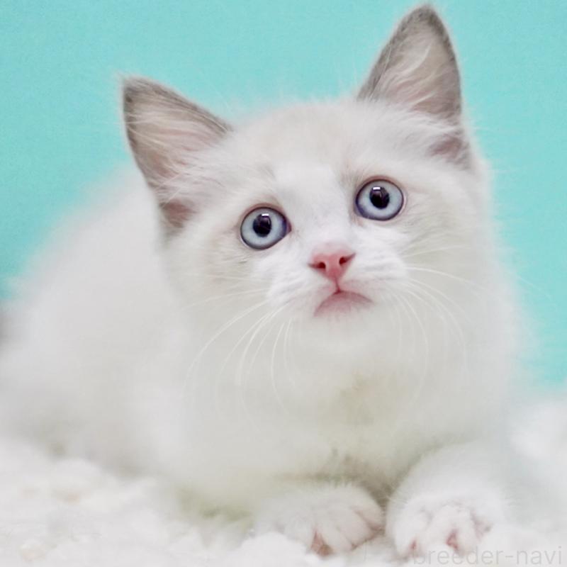 販売中の東京都のラグドール-129634の13枚目