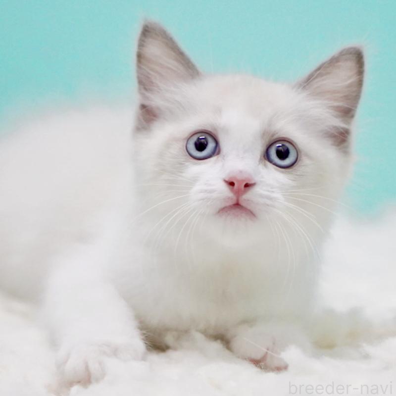 販売中の東京都のラグドール-129634の12枚目