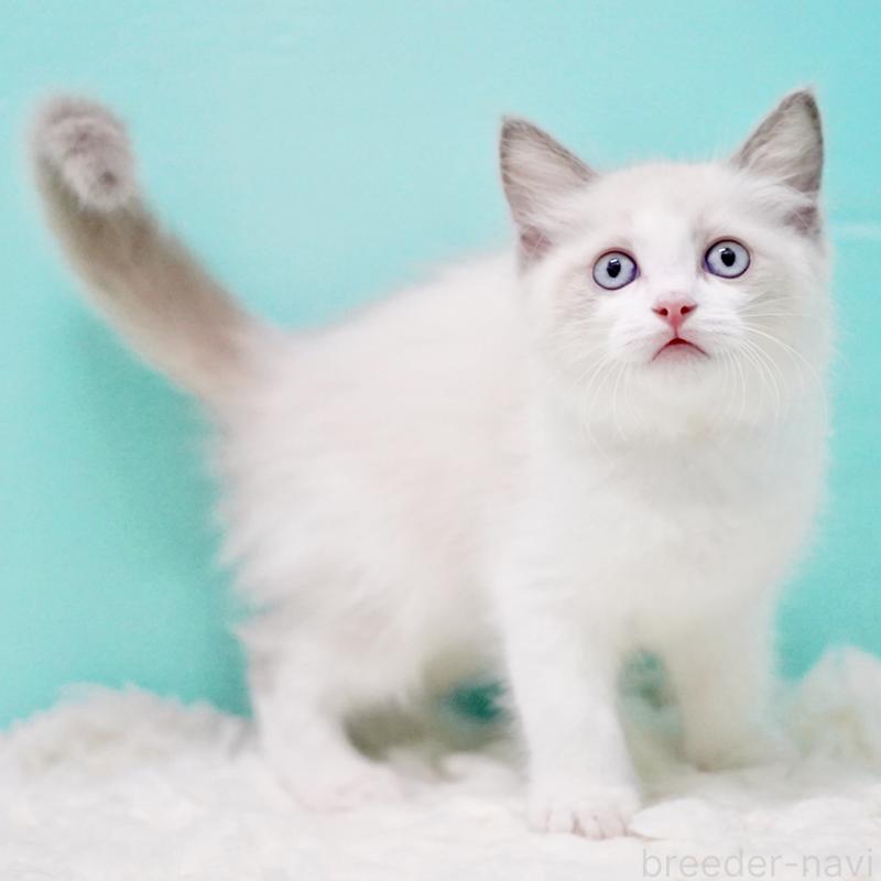 販売中の東京都のラグドール-129634の11枚目