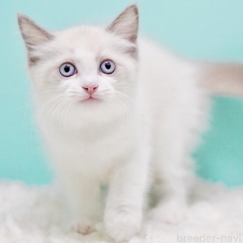 販売中の東京都のラグドール-129634の10枚目