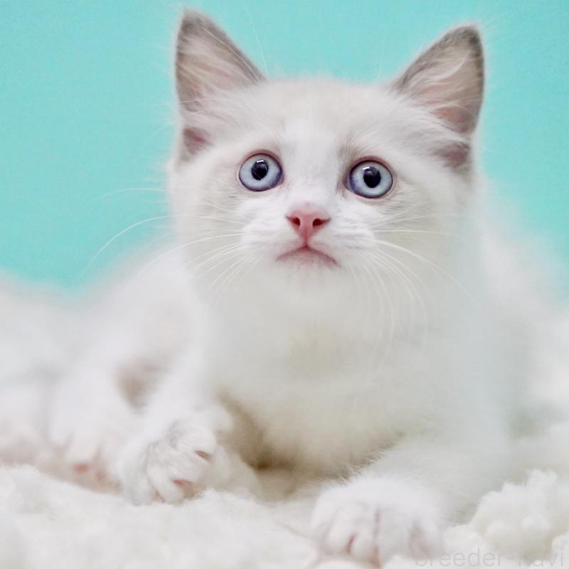 販売中の東京都のラグドール-129634の9枚目