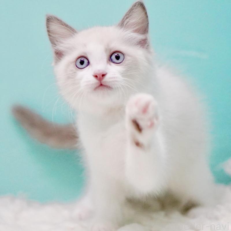 販売中の東京都のラグドール-129634の8枚目