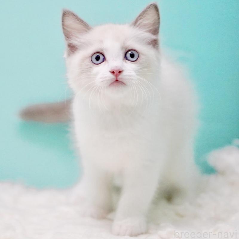 販売中の東京都のラグドール-129634の7枚目