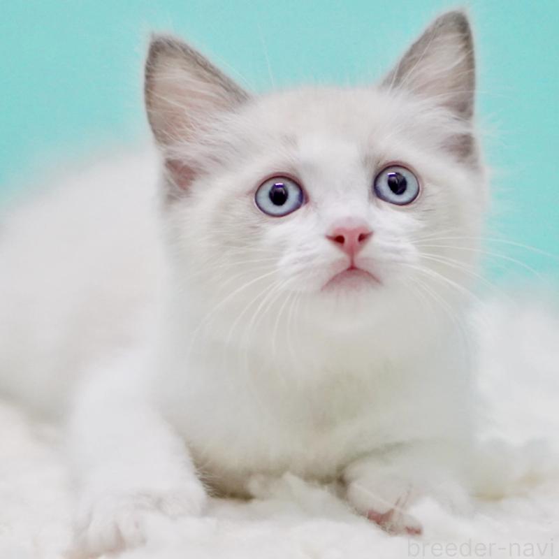 販売中の東京都のラグドール-129634の6枚目