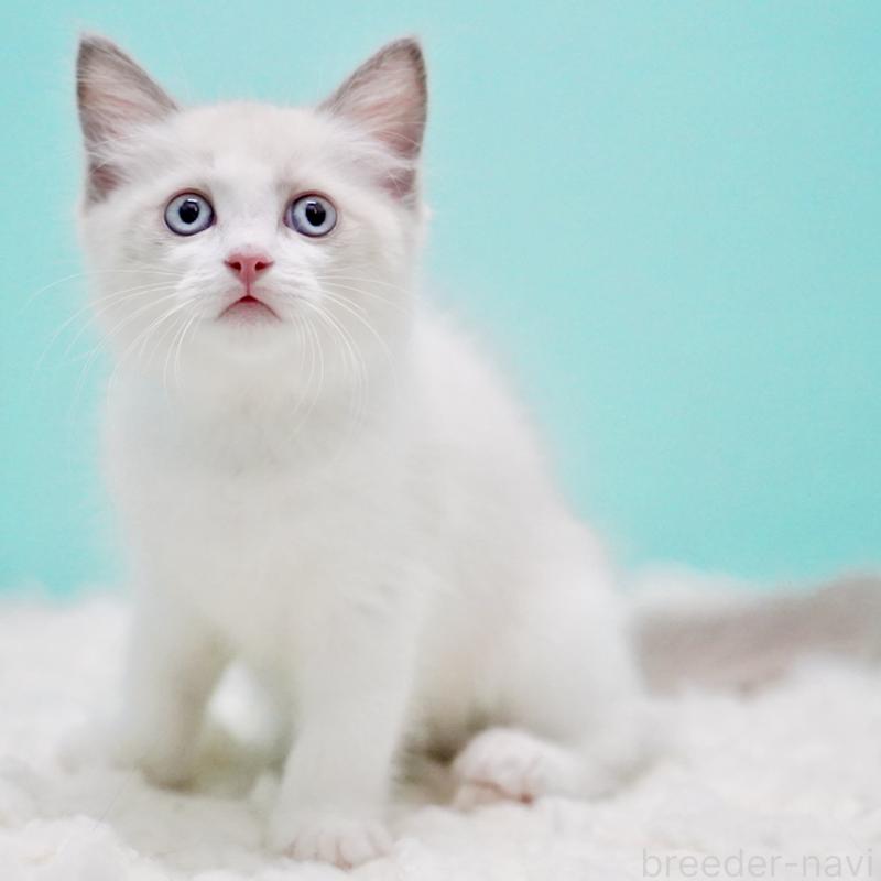 販売中の東京都のラグドール-129634の5枚目