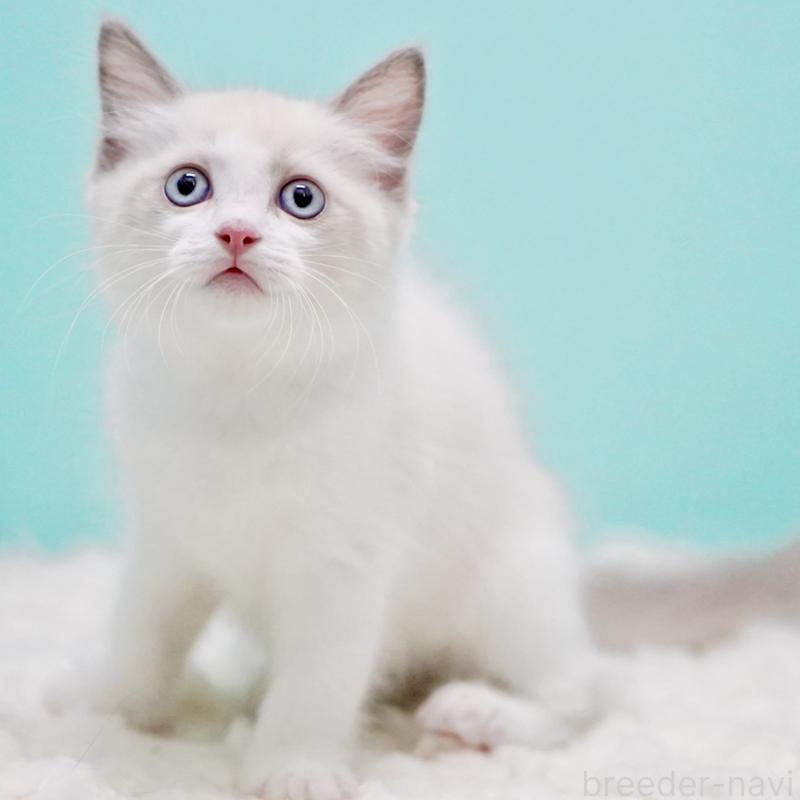 販売中の東京都のラグドール-129634の4枚目