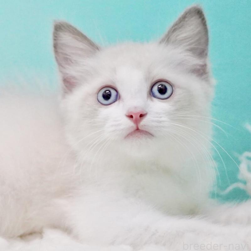 販売中の東京都のラグドール-129634の3枚目