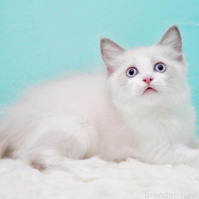 販売中の東京都のラグドール-129634の2枚目