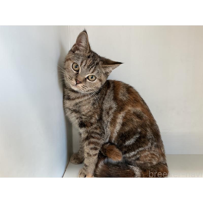 販売中の山形県のスコティッシュフォールド-127388の7枚目