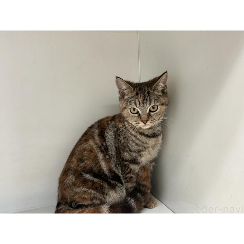 販売中の山形県のスコティッシュフォールド-127388の6枚目