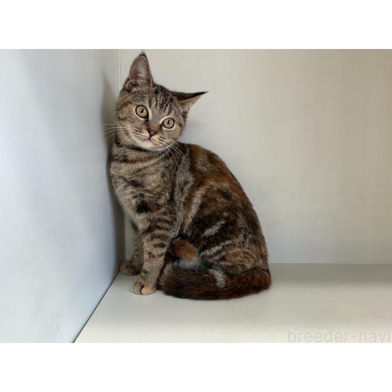 販売中の山形県のスコティッシュフォールド-127388の5枚目