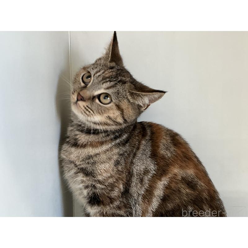 販売中の山形県のスコティッシュフォールド-127388の4枚目