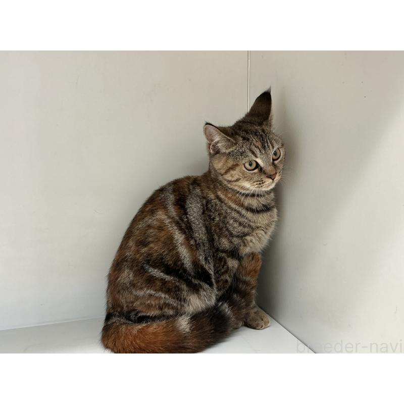 販売中の山形県のスコティッシュフォールド-127388の3枚目