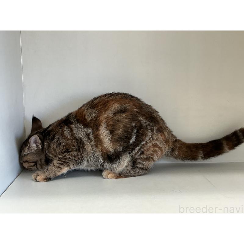 販売中の山形県のスコティッシュフォールド-127388の2枚目