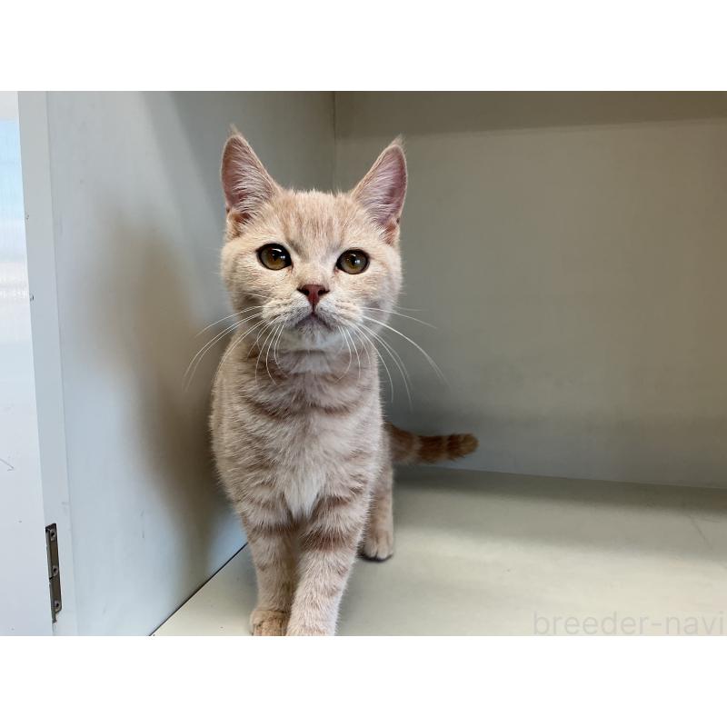 販売中の山形県のスコティッシュフォールド-127386の4枚目