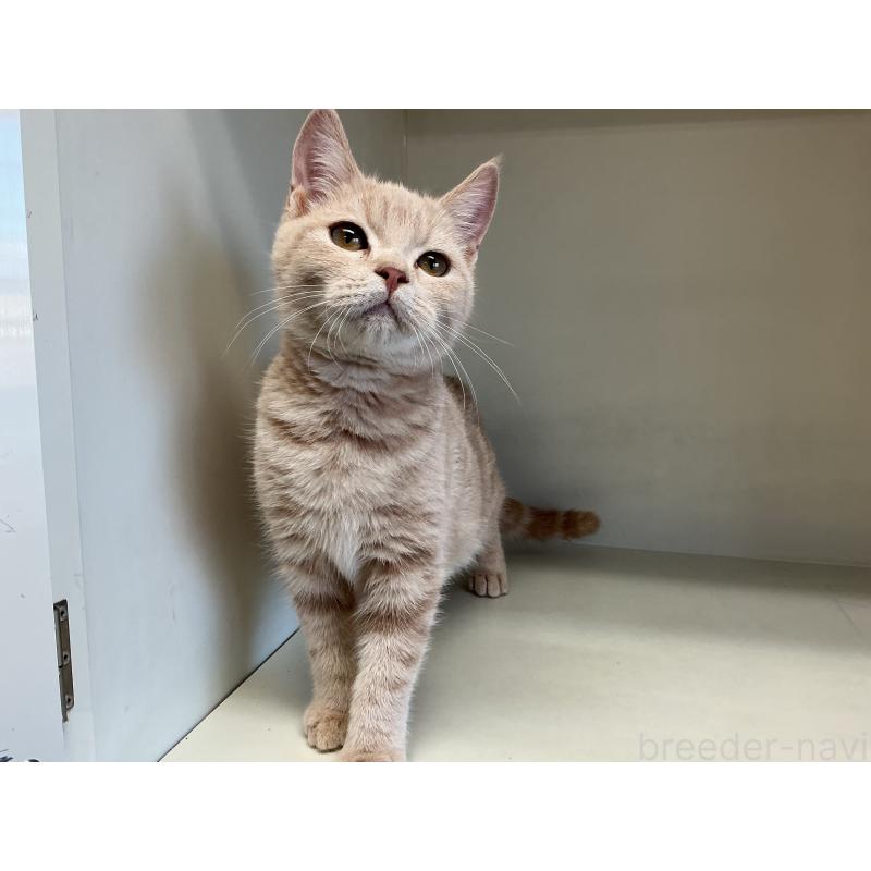 販売中の山形県のスコティッシュフォールド-127386の3枚目