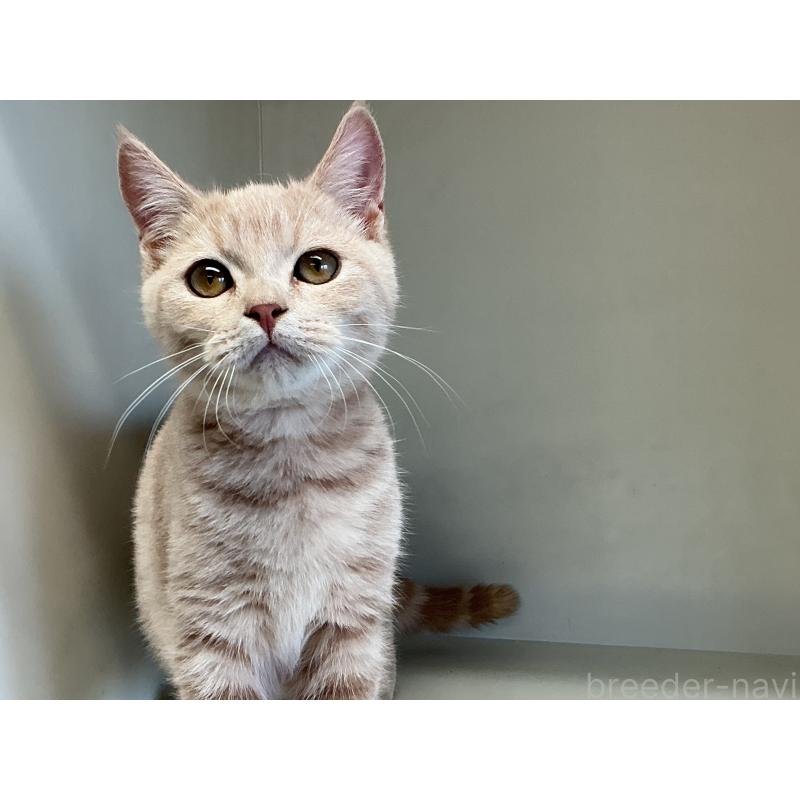 販売中の山形県のスコティッシュフォールド-127386の2枚目