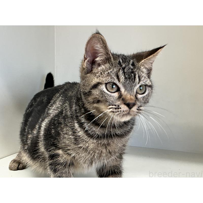 販売中の山形県のスコティッシュフォールド-127387の6枚目