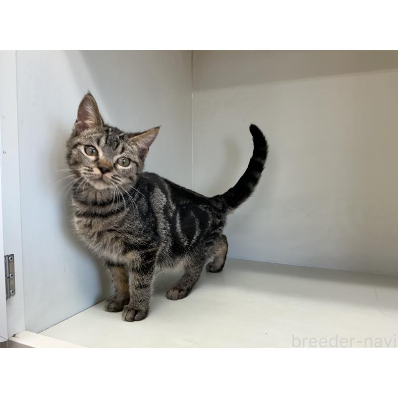 販売中の山形県のスコティッシュフォールド-127387の5枚目