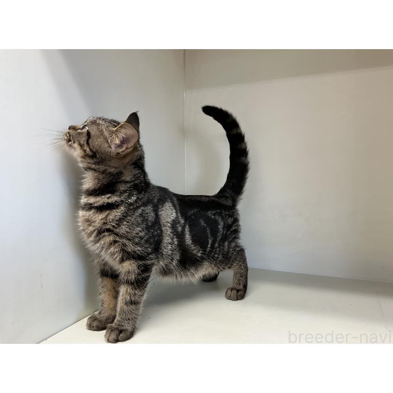 販売中の山形県のスコティッシュフォールド-127387の4枚目