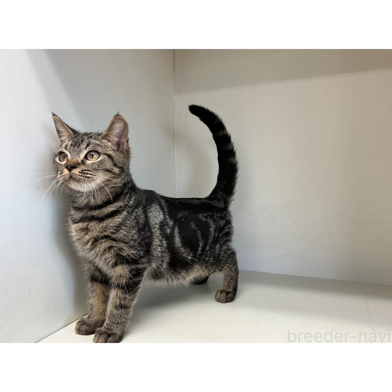 販売中の山形県のスコティッシュフォールド-127387の3枚目