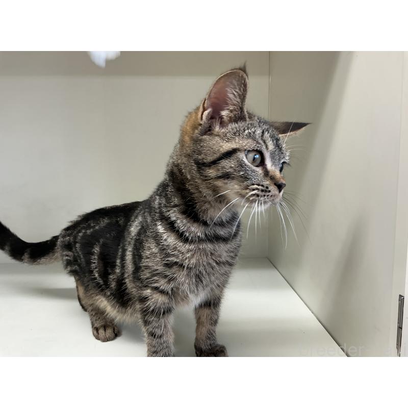 販売中の山形県のスコティッシュフォールド-127387の2枚目