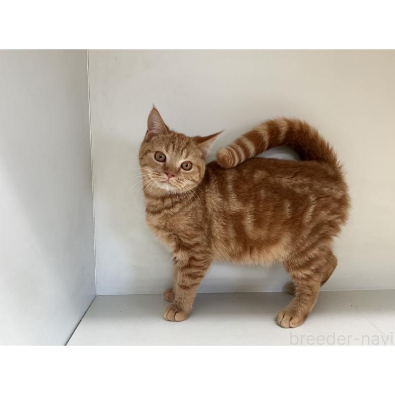 成約済の山形県のスコティッシュフォールド-127385の5枚目