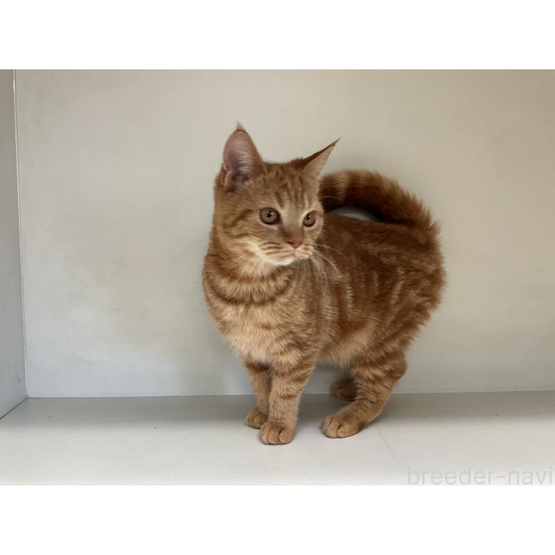 成約済の山形県のスコティッシュフォールド-127385の4枚目