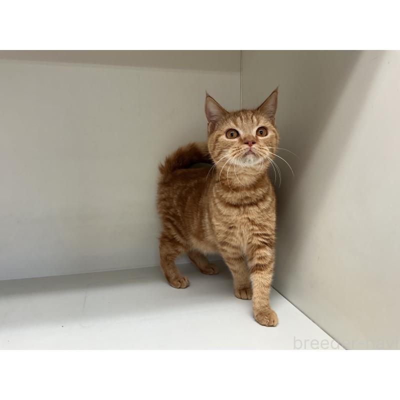 成約済の山形県のスコティッシュフォールド-127385の3枚目