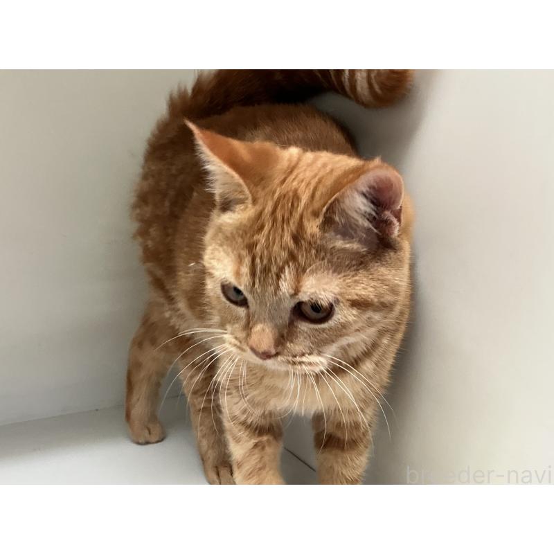 成約済の山形県のスコティッシュフォールド-127385の2枚目