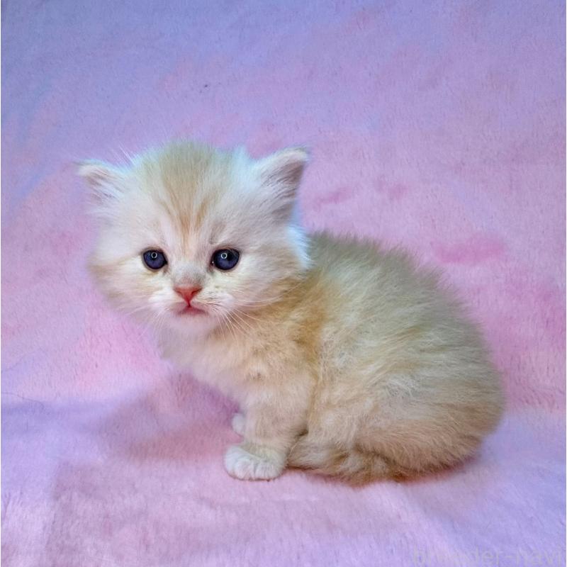 販売中の千葉県のサイベリアン-131818の5枚目