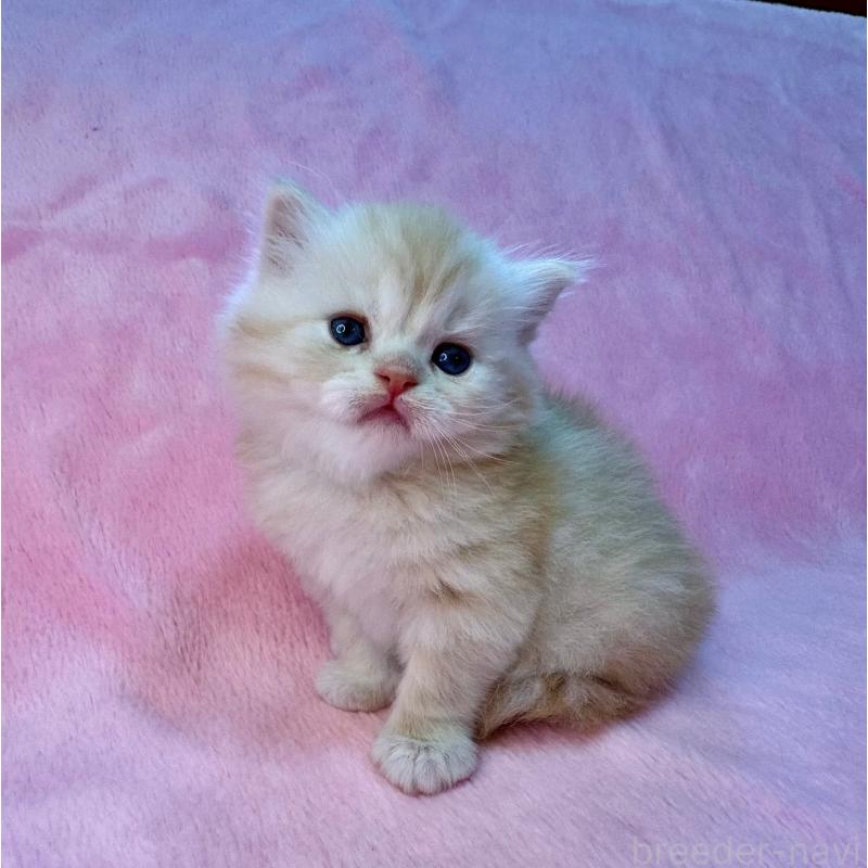 販売中の千葉県のサイベリアン-131818の4枚目