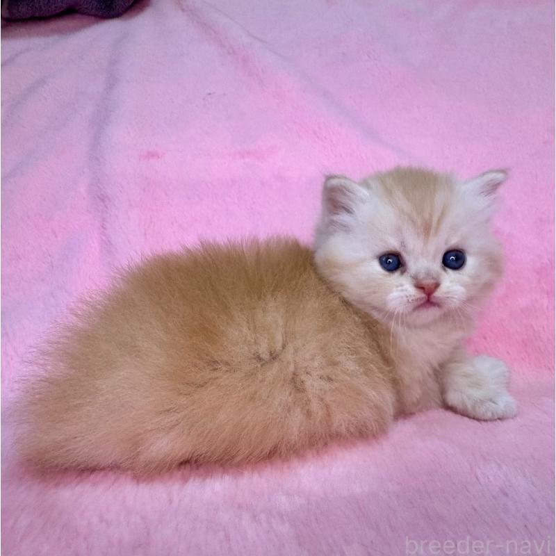 販売中の千葉県のサイベリアン-131818の3枚目