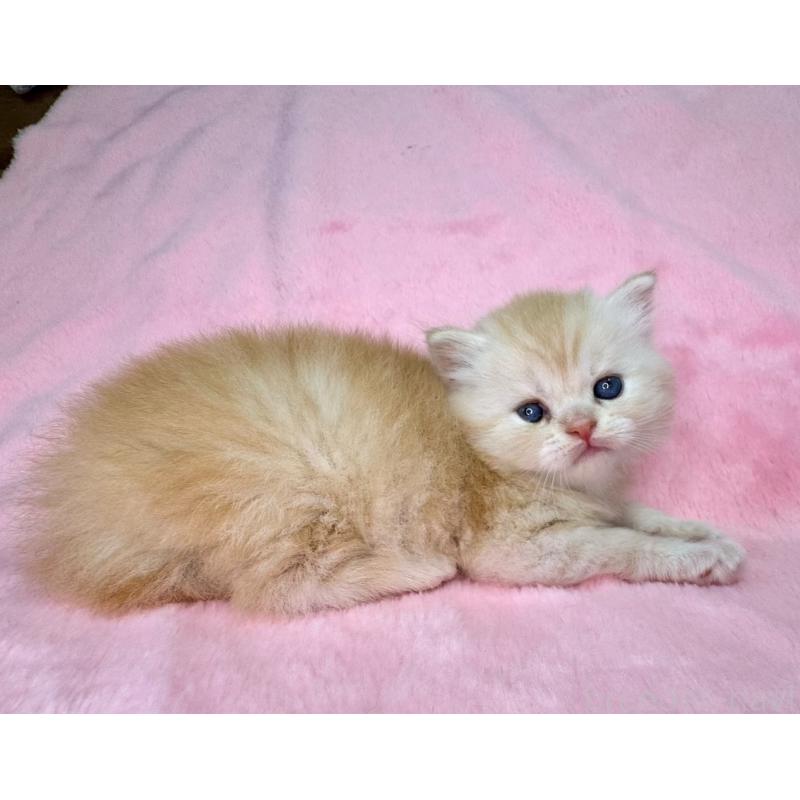 販売中の千葉県のサイベリアン-131818の2枚目