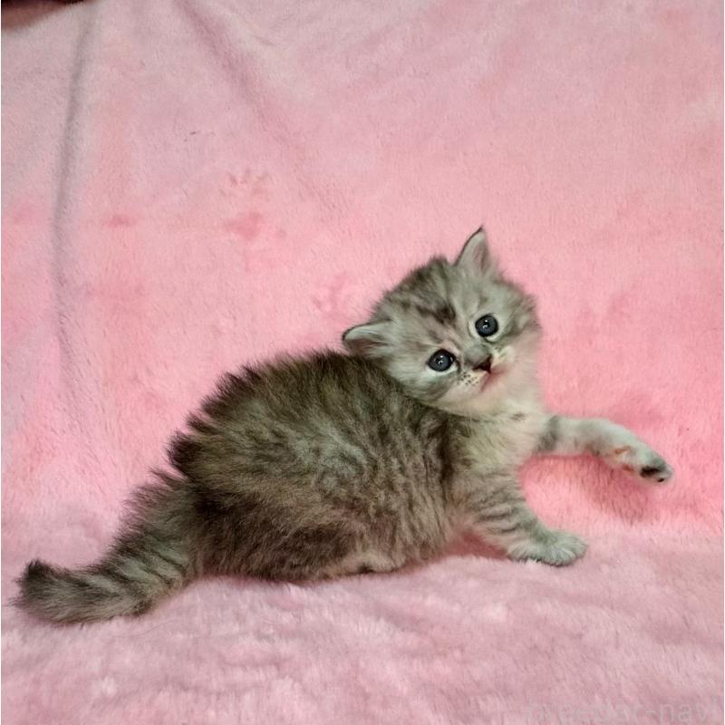 販売中の千葉県のサイベリアン-131819の8枚目