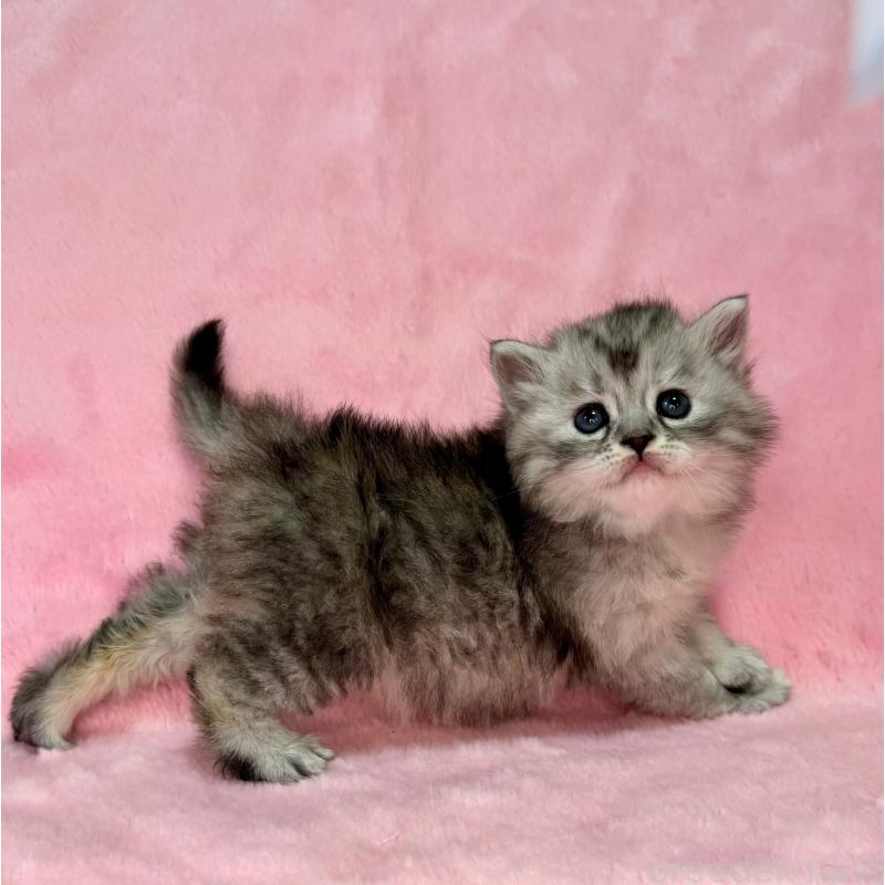 販売中の千葉県のサイベリアン-131819の7枚目