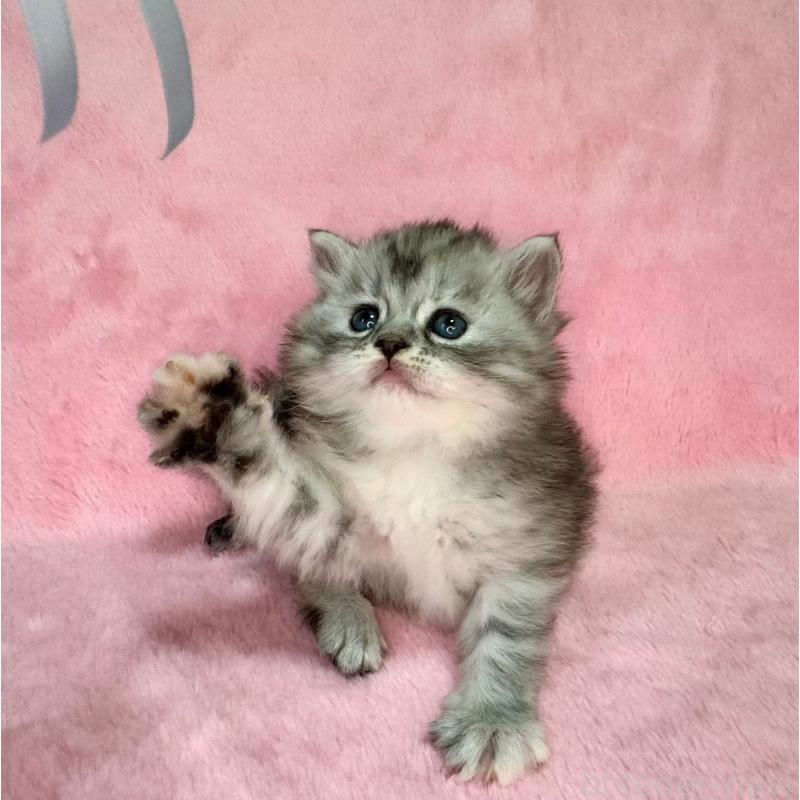 販売中の千葉県のサイベリアン-131819の6枚目