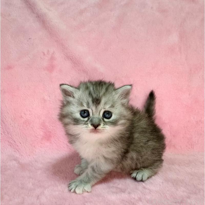 販売中の千葉県のサイベリアン-131819の5枚目