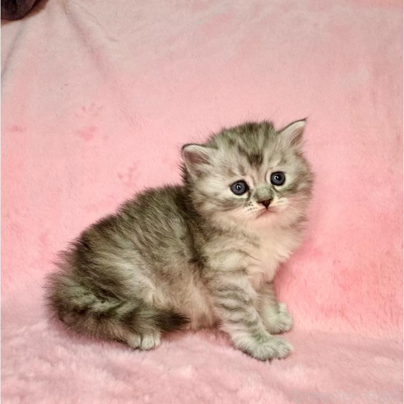 販売中の千葉県のサイベリアン-131819の4枚目