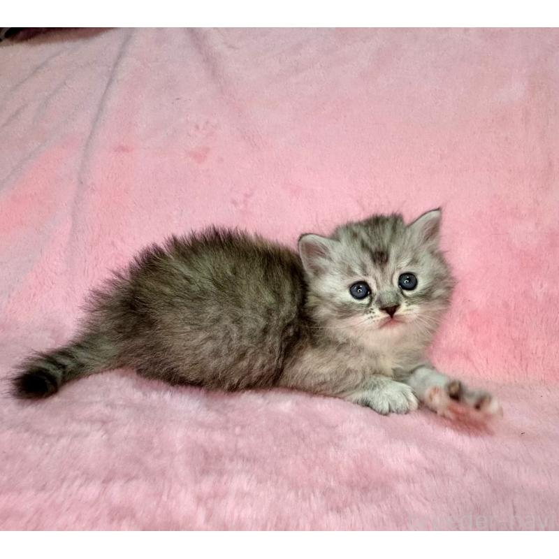 販売中の千葉県のサイベリアン-131819の3枚目